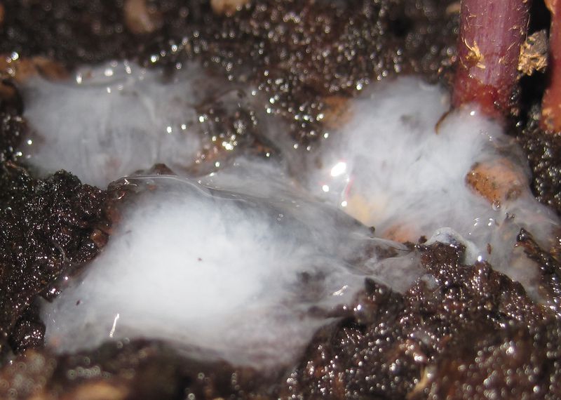 File:Dave - Semen-Earth.jpeg