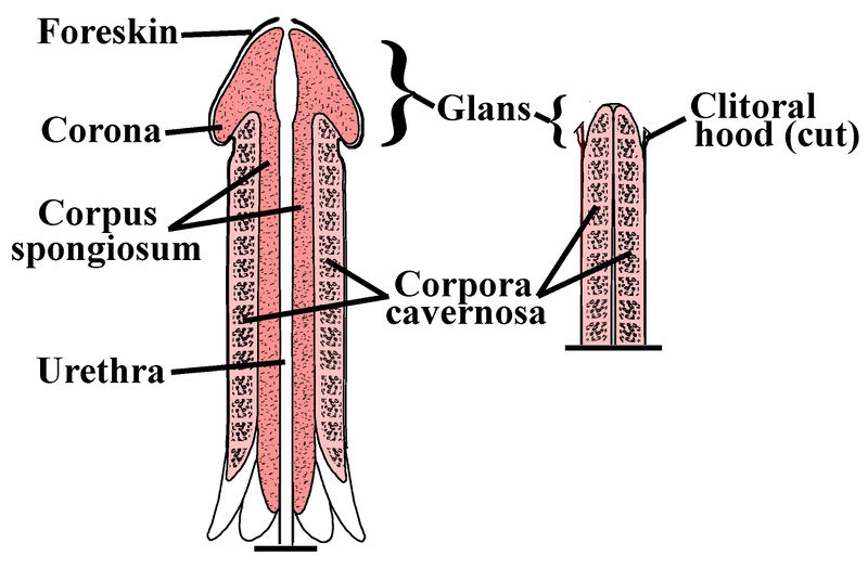 File:Esseh - Penile-Clitoral Structure.jpeg