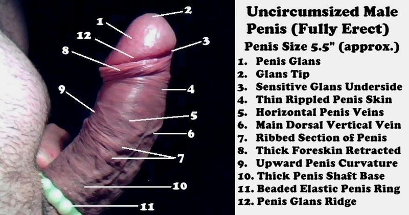 File:Midnite - An Uncircumsized Male Penis.jpeg.