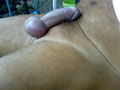 Ringlein - cock-ringed cock laying.jpeg