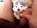 Volodya - dog and cock.preview.png